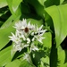 Dark Edged Bee Fly