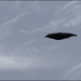 11 - Jackdaw in Flight