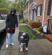 12th Apr 2025 - Raining Just Dogs