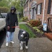 Raining Just Dogs