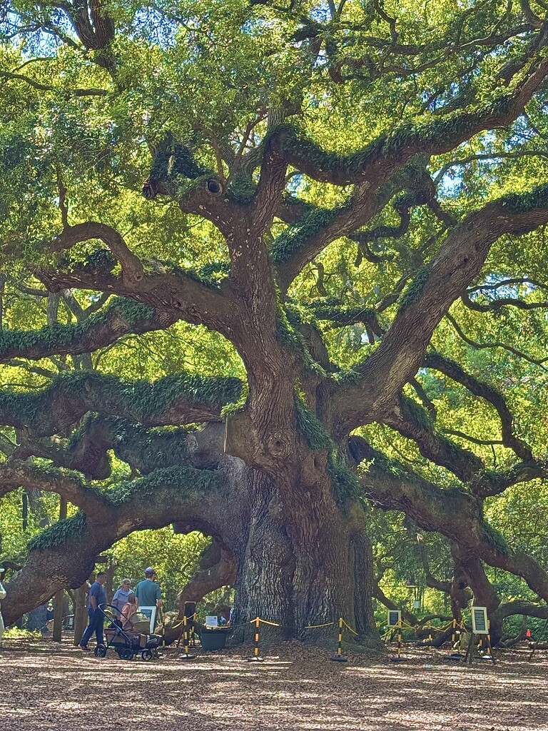 Majestic Angel Oak is approximately 500 years old by congaree