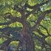 Majestic Angel Oak is approximately 500 years old