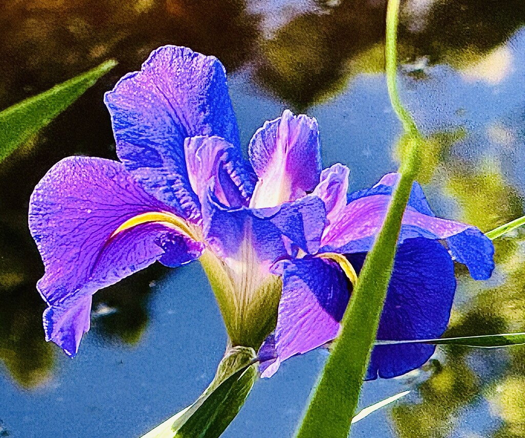 The splendor of irises by congaree