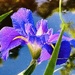 The splendor of irises