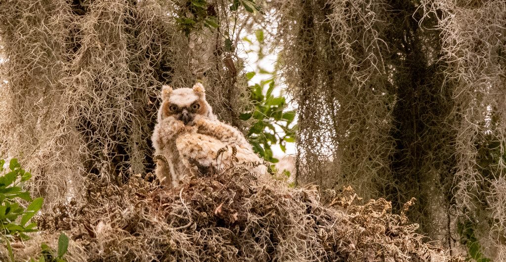Great Horned Owl Baby! by rickster549