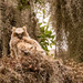Great Horned Owl Baby!