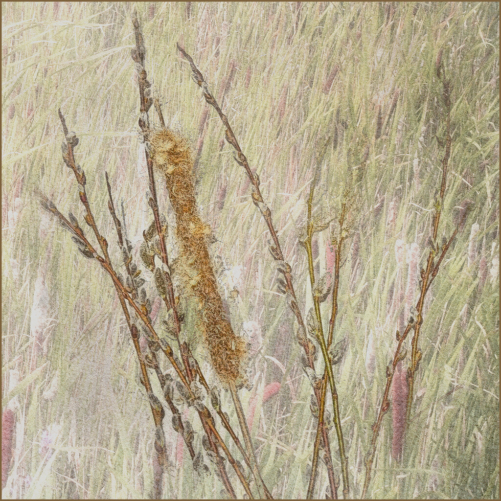 Pussy Willows, Cat-tails by gardencat