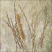 Pussy Willows, Cat-tails