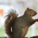 A Thankful Squirrel 🐿️
