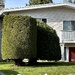 Hedges of White Rock 