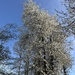 Blossoms to the sky. 