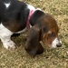 Pet Day