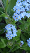 11th Apr 2025 - Forgetmenots