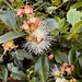 Syzygium Australe
