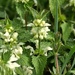 White dead nettles