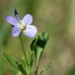 Happy face little wildflower...