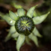 Dandelion bud by helstor365