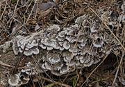 12th Apr 2025 - Fungi Filled Log