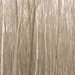 spring forest