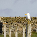 Lesser Black Backed Gull