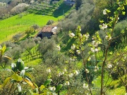 5th Apr 2025 - The White Shade of Green