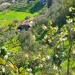 The White Shade of Green
