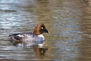 12th Apr 2025 - Female Goldeneye