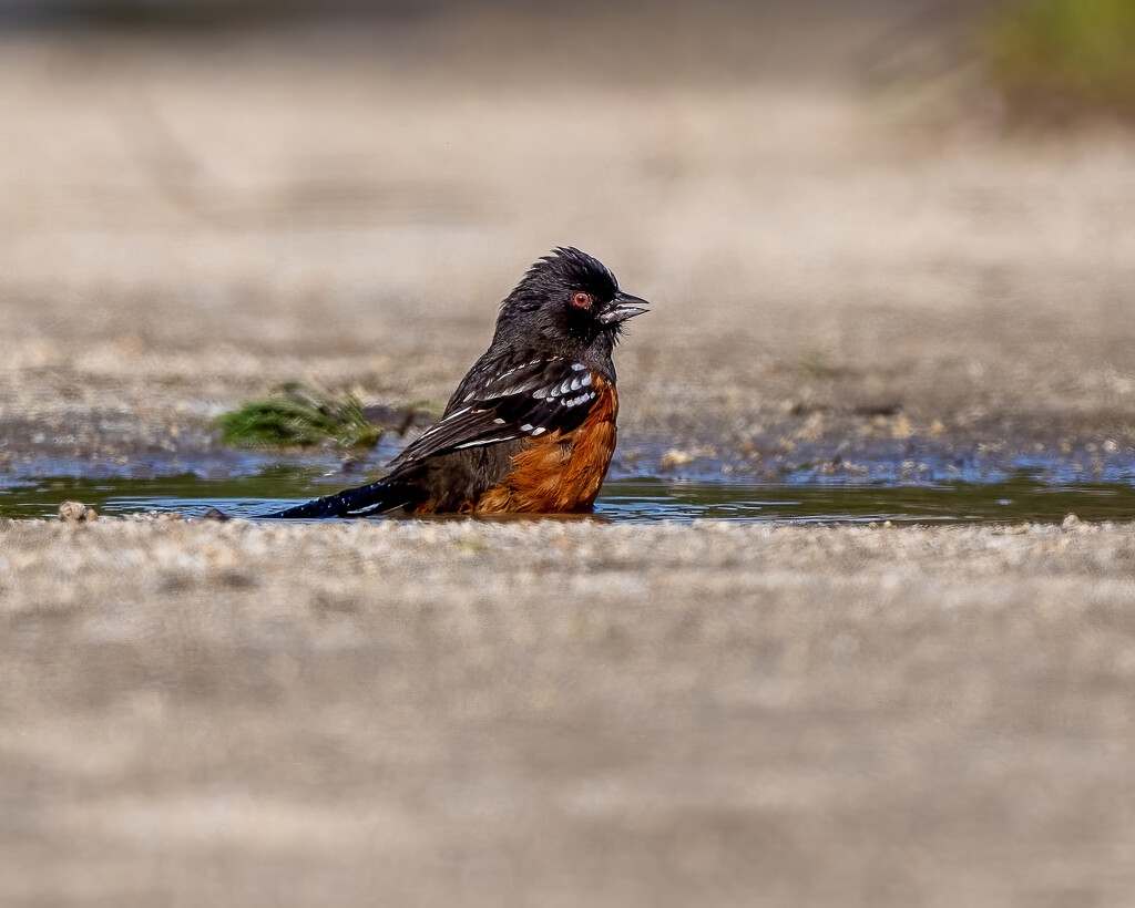 Spotted Towhee enjoying a bath by nicoleweg