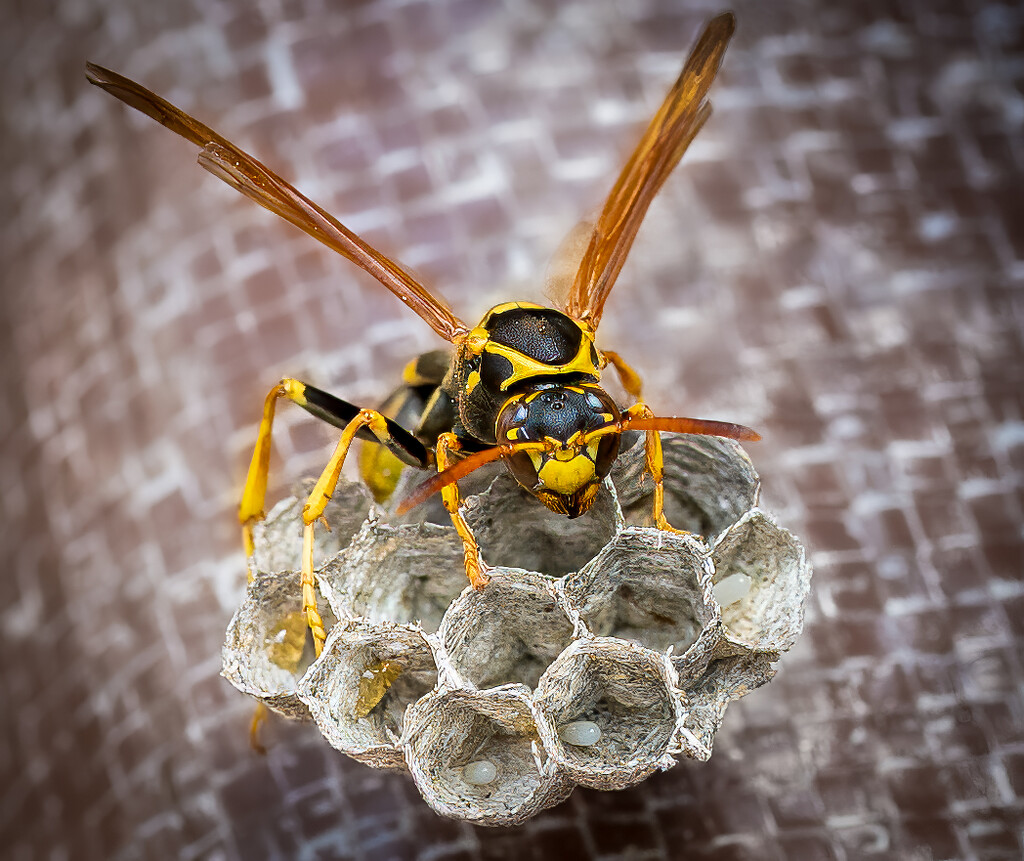 wasp nest building by nicoleweg