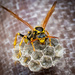 wasp nest building