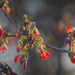 A  highlighted blooming tree by haskar
