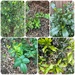 New Growth