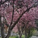 cherry blossom time