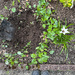 .. digging a hole