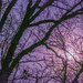 Moon and Oak Trees
