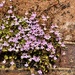 Ivy leaved toadflax