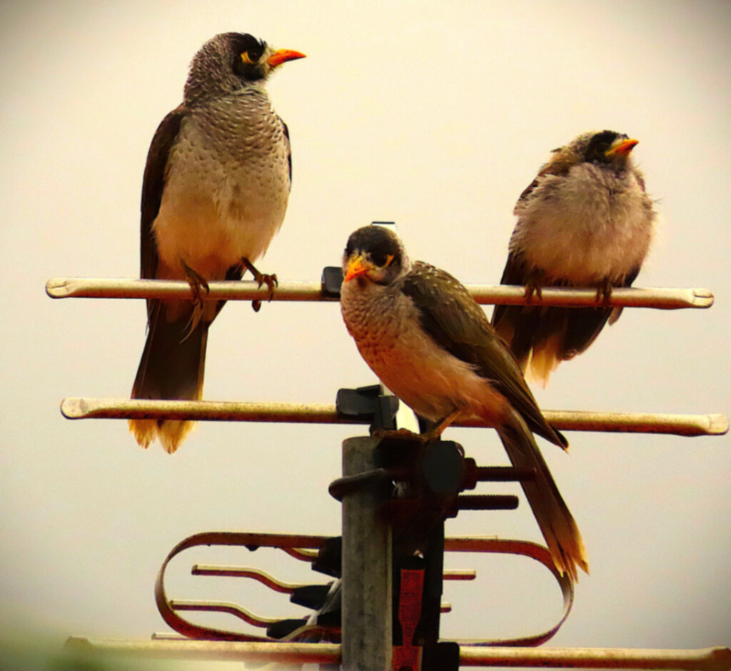 Three Very Wet Birds ~ by happysnaps