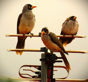 13th Apr 2025 - Three Very Wet Birds ~