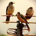 Three Very Wet Birds ~