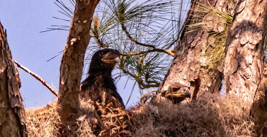 Baby Eagles Waiting on Mom! by rickster549