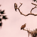 Ospreys at the Nest!