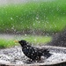 Splish Splash!  by lynnz