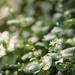 Weed Blooms in the Yard