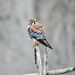 American Kestrel 