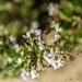 Common Blue Butterfly on Rosemary