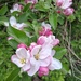 Apple  Blossom