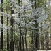 Dogwood tree in bloom...