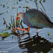 Swamphen Feeding