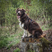 Kiwi 4 year old australian sheperd