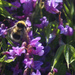 Bumble Bee